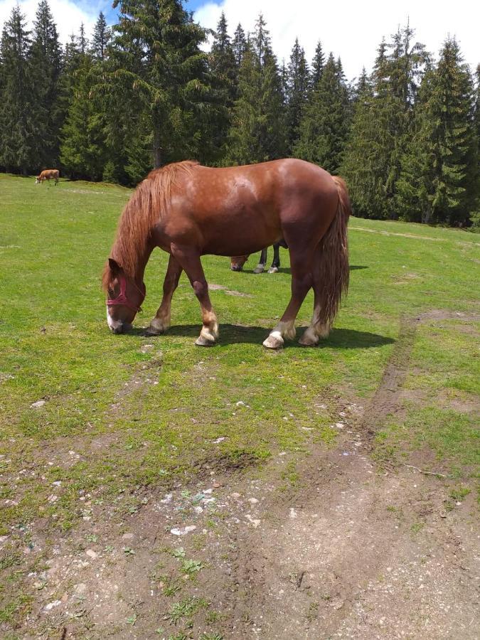 Pensiunea Floare De Colt Beliş Dış mekan fotoğraf
